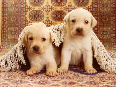rug-cleaning-puppies-400x300